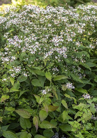 АСТРА розчепірена